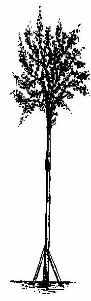 Pfingstbaum